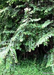 Image result for Bridelia ripicola