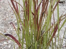 Image result for Imperata