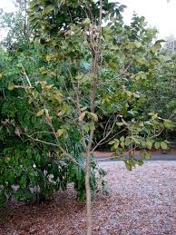 Image result for Markhamia obtusifolia