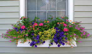 Window box planter ideas that will make an adorable addition to any home. Shapes And Forms Of Flowers For Window Boxes