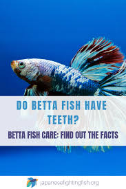 Do Betta Fish Have Teeth Japanese Fighting Fish Betta Fish Betta Pet Fish