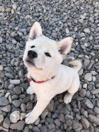 Black And Tan Shiba Inu For Sale Uk Cream Shiba Inu Puppy Polar Bear Dogs Shiba Inu Funny Dog Pictures