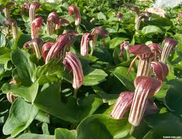 Arisarum vulgare growing instruction & requirement arisarum vulgare info: Arisarum Vulgare