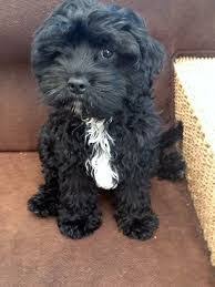 Black And Tan Full Grown Cavapoo Puppies Cavapoo Cavapoo Puppies Cute Dogs And Puppies Cavapoo
