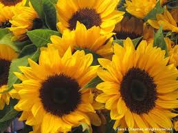 Pike Place Market Sara S Fave Photo Blog Late Summer Flowers Sunflower Leafy Plants