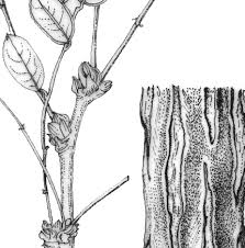 Image result for Phyllanthus bernierianus