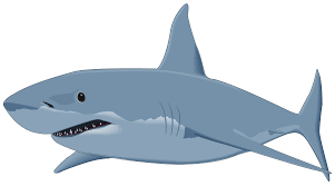 Shark Png Shark Images Shark Attack Clip Art