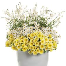 Image result for Bidens