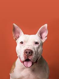 $0 pic hide this posting restore restore this posting. Is A Pitbull A Breed The Animal Foundation