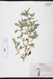 Image result for Amaranthus dubius
