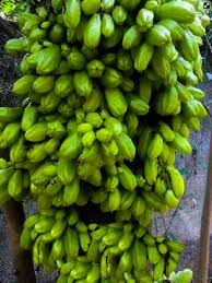 Manfaat infused water dari sisi kandungan gizi tidak ada perbedaan layaknya memakan buah dan meminum air putih seperti biasa. Manfaat Belimbing Wuluh Minuman Kesehatan