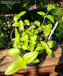 Image result for Platostoma