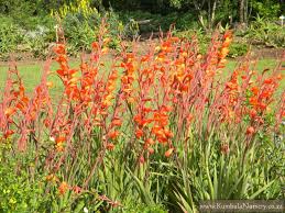 Image result for Gladiolus dalenii