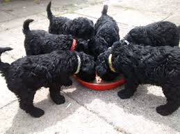 Perhaps the best answer to this subscribers were asked to provide the current purchase prices for kerry puppies in their area. Scratch Dog Or Not Are Kerry Blue Terriers Hypoallergenic Hypoallergenic Paws The Home Of Dogs That Don T Shed
