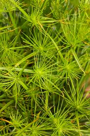 Image result for Cyperus platycaulis