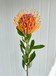 Image result for Protea