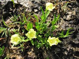 Image result for Cienfuegosia digitata