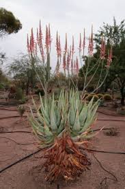 Image result for Aloe aculeata × globuligemma