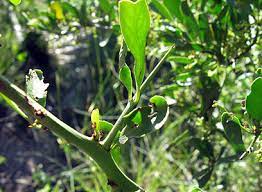 It has branching or fleshy stems that are covered with barbed spines and bristles. Thorns Spines And Prickles Wikipedia