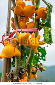 Image result for Solanum mammosum