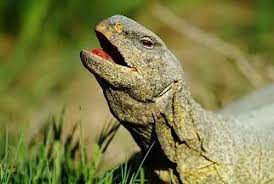 معلومات عن حيوان الضب منتدى اسلامي مفيد animals lizard