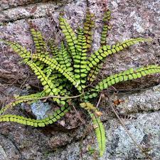 Previous story planter des herbes aromatiques. Plante Epiphyte Definition Et Liste Ooreka