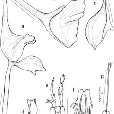 Image result for Disperis dicerochila