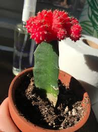 We wish you luck as you embark on your horticultural journey. Brown Spots On Ruby Ball Cactus They Have Been Growing A Little Bit Especially Near The Base Purchased 4 Days Ago And Repotted In A Terra Cotta Pot That Same Day Last