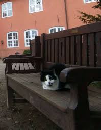 Befürworter der frühen kastration sind der ansicht, die rolligkeit einer katze nicht abwarten zu müssen, um das tier kastrieren zu lassen. Katzen Kastrieren