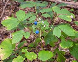 Image result for Blue Cohosh