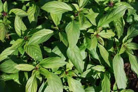 Basil Varieties, Types of Basil