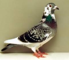 How To Care For A Lost Or Found Racing Pigeon Cute Pigeon Homing Pigeons Racing Pigeons