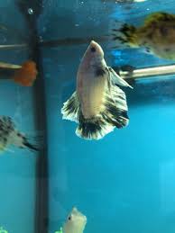 12 types of betta fish.betta fish are well known for their beautiful tails & fins. My Betta Is Swimming Vertical And Laying At Bottom Of Tank What Do I Do My Aquarium Club