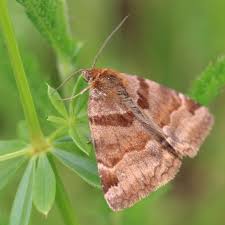 Image result for Glyphaea