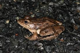 Image result for Leptochloa obtusiflora