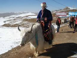 What look good on the outside may not be so in reality. Yak Riding In Central Asia Caravanistan