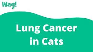 White cats are more at risk of skin cancer from sunlight exposure. Lung Cancer In Cats Symptoms Causes Diagnosis Treatment Recovery Management Cost