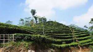 Menelusuri Perkebunan Teh Nglinggo Kulon Progo Yogyakarta - Tribunjogja.com