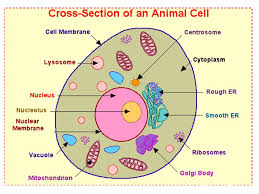 All organisms are made up of cells (or in some cases, a single cell). Biochemical Aspects Of Cell Structural Organization Of Animal Cell Cell Membrane Protoplasm Bioplasm The Living Substance Inside The Cell Organized Ppt Download