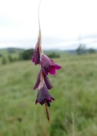 Image result for Dierama cupuliflorum