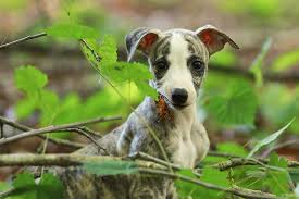 Browse thru our id verified puppy for sale listings to find your perfect puppy in your area. Whippet Puppies For Sale Akc Puppyfinder
