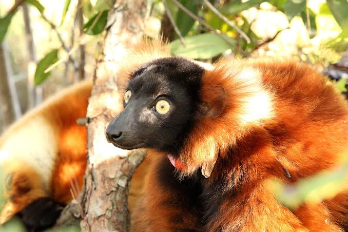 Frezy's Frightening Forest Adventures - The Lemur Conservation Foundation