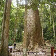 Biggest Teak Tree In The World Google Search Tree Teak Wood Teak
