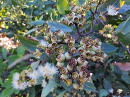 Image result for Eucalyptus torelliana