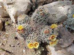 Image result for Kalaharia uncinata