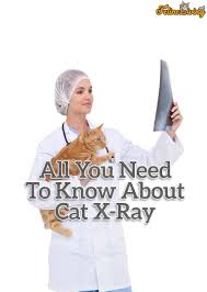 Here you may to know how to x ray a cat. Cat X Ray 6 Best Reasons Why It S Needed