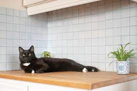 Touching the mat shocks the cat when he or she lands on it. How To Keep Your Cat Off The Kitchen Counters