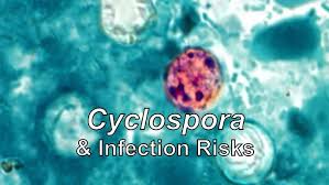 Image result for Cyclospora