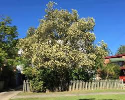 Image result for Melaleuca quinquenervia