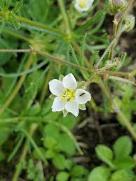 Image result for Spergula arvensis